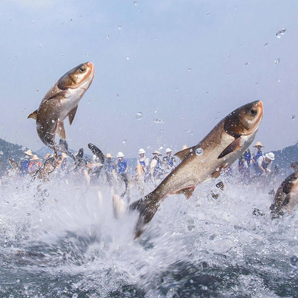 Peixe selvagem Peixe selvagem