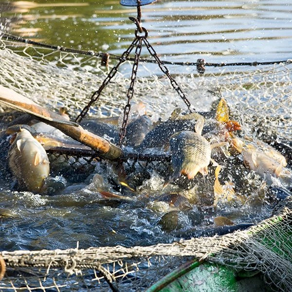 Peixe de viveiro Peixe de viveiro