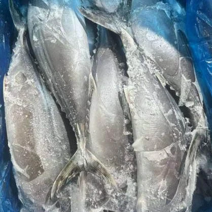 O que torna o atum Sarda uma escolha valiosa para compradores de frutos do mar?