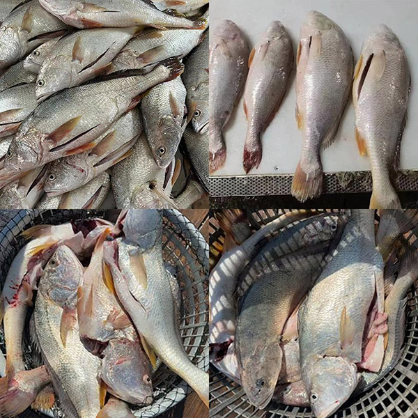 Corvina branca congelada fresca eviscerada