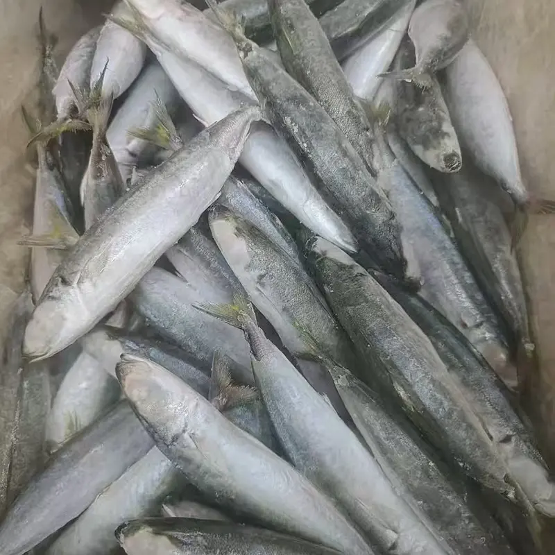 Congelado Layang scad durante toda a rodada