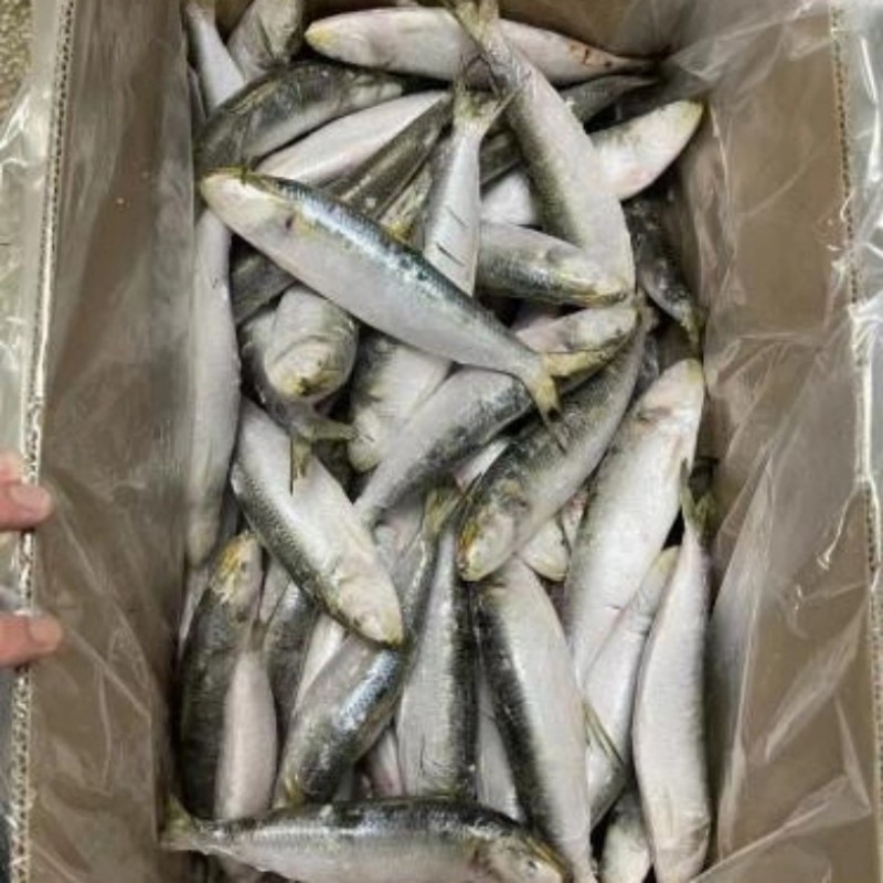 Sardinha Congelada Redondo Inteiro