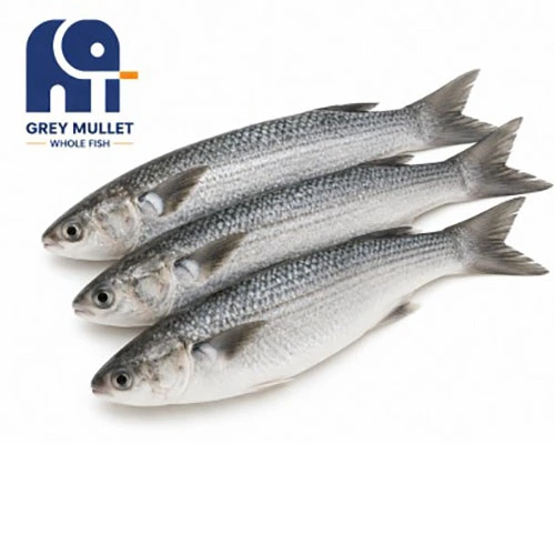 Peixe inteiro congelado de tainha cinzenta de alta qualidade