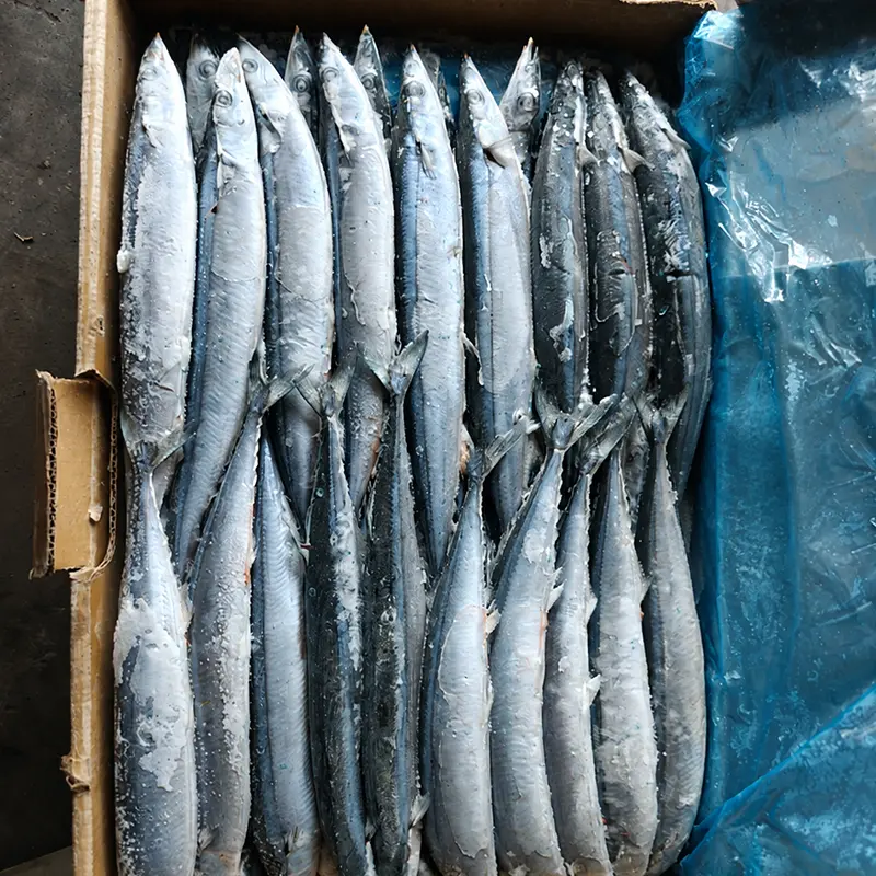 Saury do Pacífico congelado no mar de alta qualidade