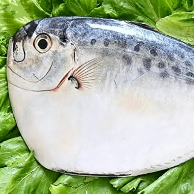 Peixe Lunar Congelado IQF Rodada Inteira