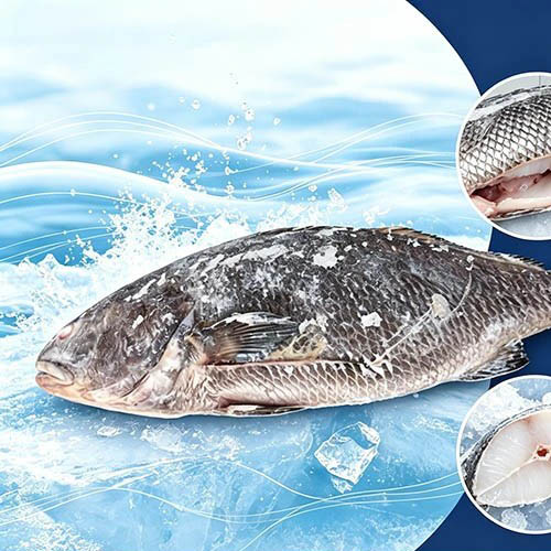 Corvina Marrom Congelada Nutritiva Eviscerada