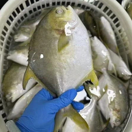 Pomfret Dourado Congelado Premium