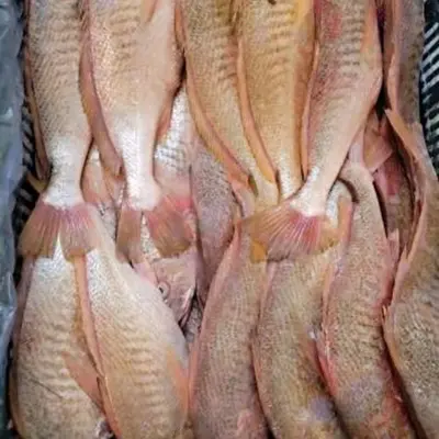 Corvina Amarela Congelada Premium Rodada Inteira
