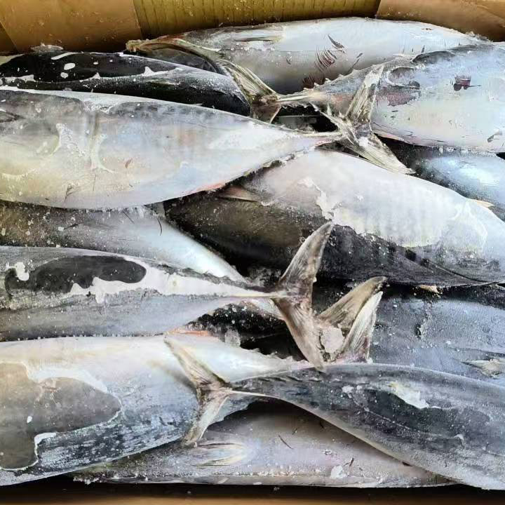 Atum Bonito Congelado Mar Redondo Inteiro